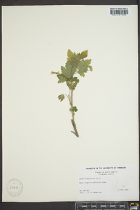 Ribes americanum image