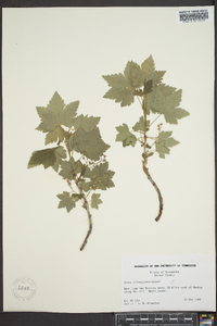 Ribes glandulosum image