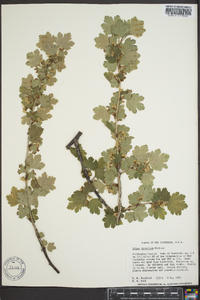 Ribes hirtellum image