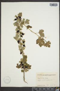 Ribes hirtellum image