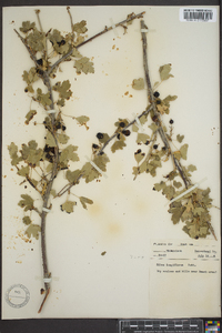 Image of Ribes longiflorum