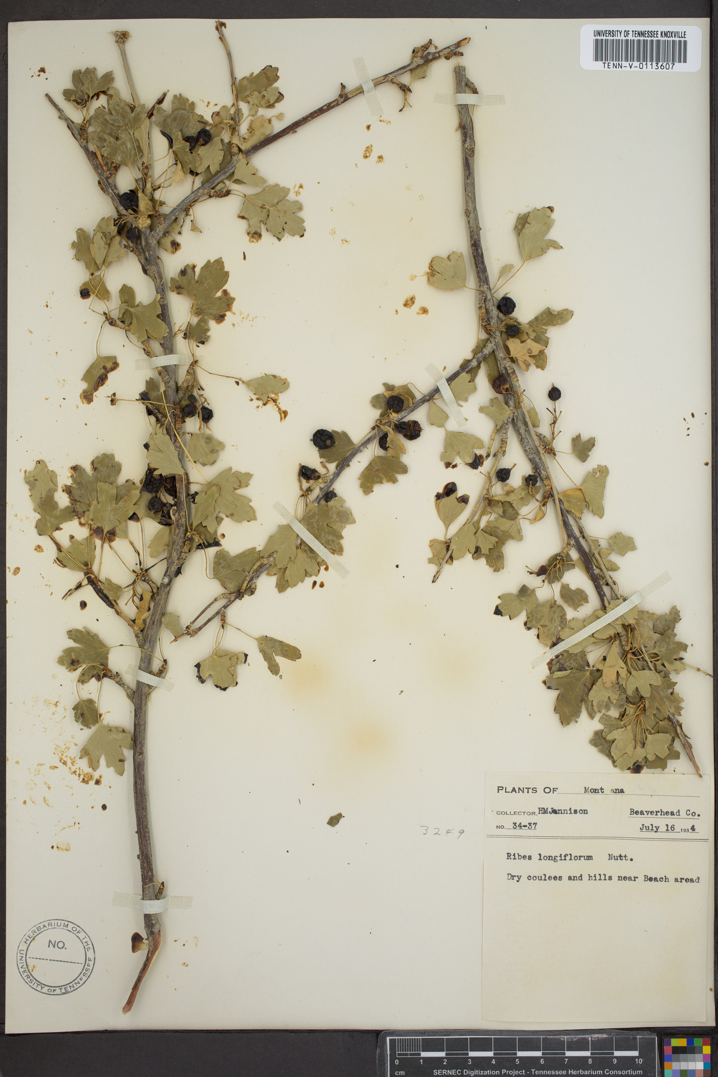 Ribes longiflorum image