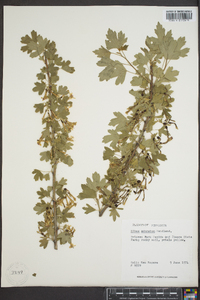 Ribes odoratum image