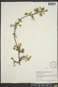 Ribes odoratum image