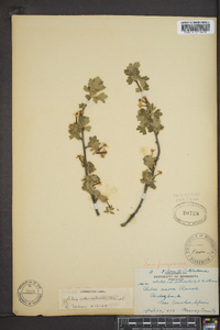 Ribes odoratum image