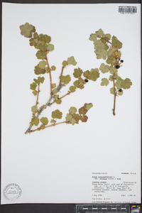 Ribes oxyacanthoides var. setosum image