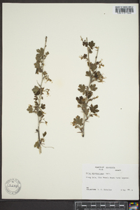 Ribes missouriense image