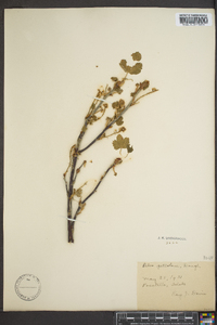 Ribes petiolare image