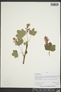 Ribes sanguineum image