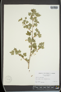 Ribes oxyacanthoides image