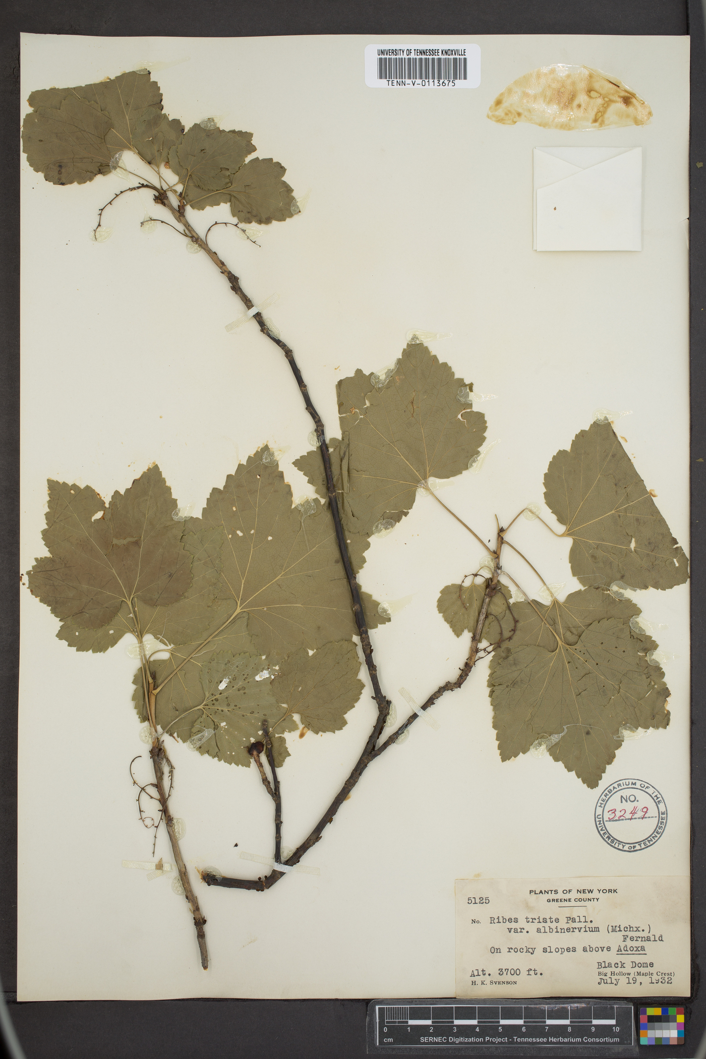 Ribes triste var. albinervium image