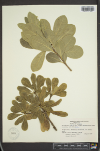 Pittosporum tobira image