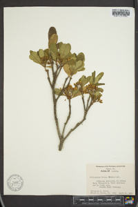 Pittosporum tobira image