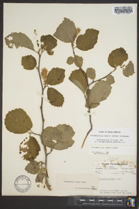 Fothergilla major image