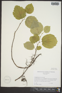 Fothergilla major image