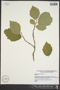 Fothergilla major image