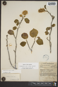 Fothergilla major image