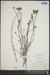 Fothergilla gardenii image