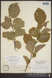 Fothergilla major image