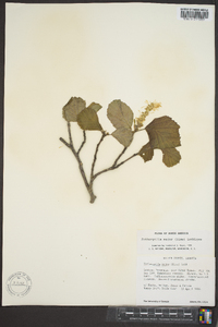 Fothergilla major image