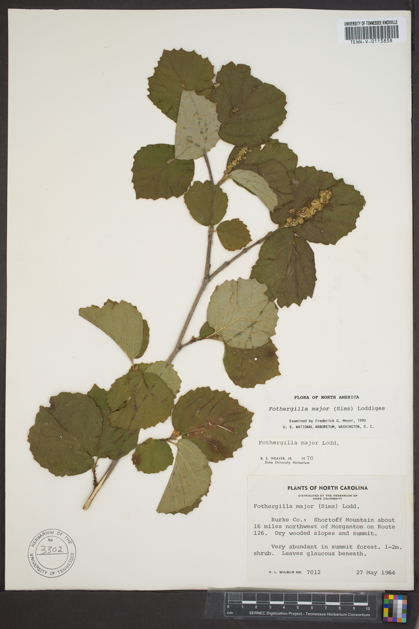 Fothergilla major image