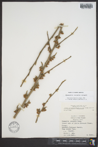 Hamamelis vernalis image