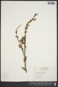 Hamamelis vernalis image