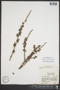 Hamamelis vernalis image