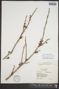 Hamamelis vernalis image