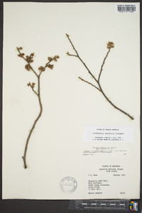 Hamamelis vernalis image