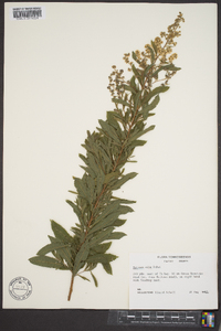 Spiraea alba image