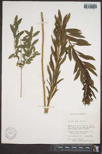 Spiraea alba image