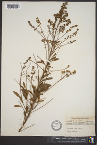 Spiraea alba image