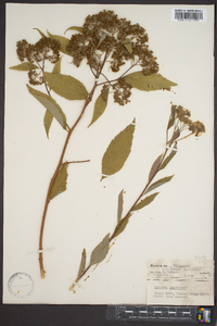 Spiraea japonica image