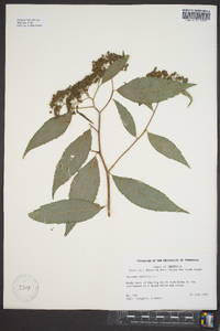 Spiraea japonica image