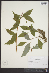 Spiraea japonica image