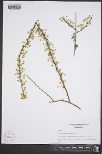 Spiraea prunifolia image