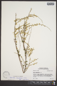 Spiraea thunbergii image