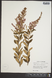 Spiraea tomentosa image