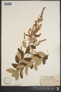 Spiraea tomentosa image