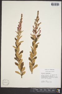 Spiraea tomentosa image