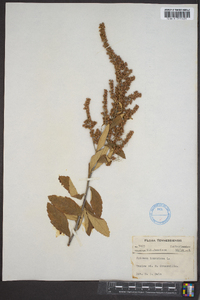 Spiraea tomentosa image