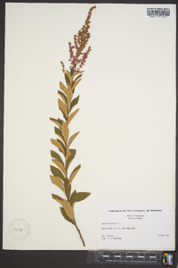 Spiraea tomentosa image