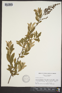 Spiraea tomentosa image