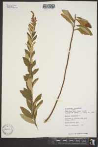 Spiraea tomentosa image