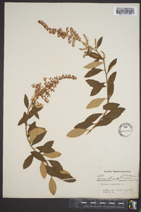 Spiraea tomentosa image