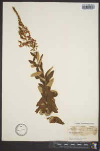 Spiraea tomentosa image