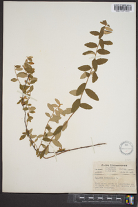 Spiraea tomentosa image