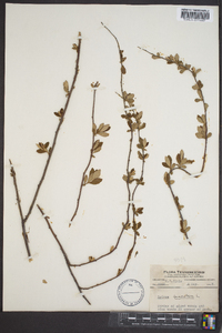 Spiraea tomentosa image