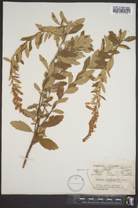 Spiraea tomentosa image